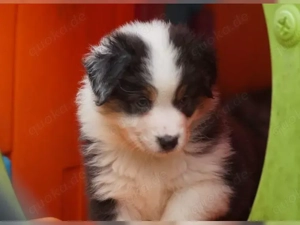 Australian Shepherd Welpen!!