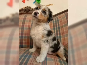 Schöne Australian Shepherd Welpen!!