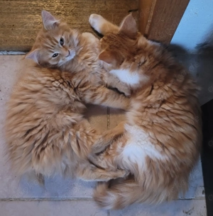 2 süße Maine Coon Kätzinnen suchen ihren Kuschelplatz