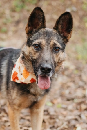 Stattlicher junge Grau sucht zuhause 