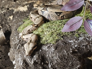 1.0 boa c. Amarali bolivia 