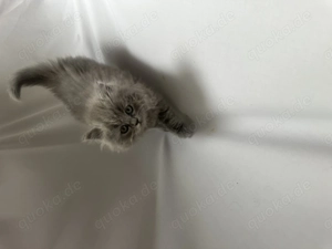 Britische Langhaar   kitten beide weibchen