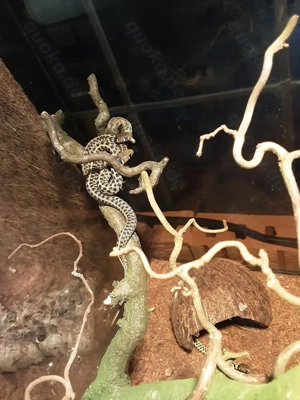 Verkaufe Thamnophis macrianus NZ 25 