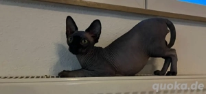 kanadische Sphynx Kater katze Nacktkatze kastriert impfausweis dabei 
