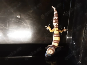 Verkaufe Leopardgecko NZ 25 