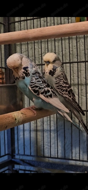 Schauwellensittich pärchen abzugeben 