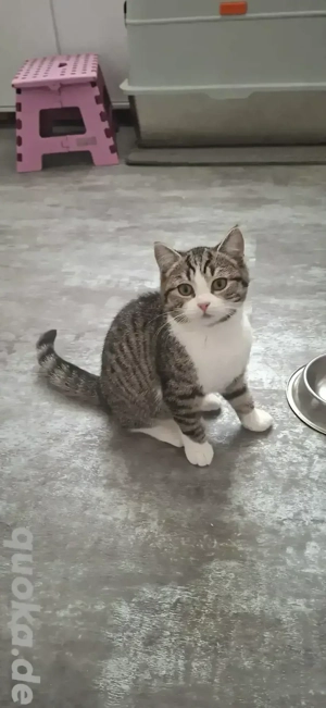 Süßes BKH-Mix Kätzchen getigert Mädchen Mietze Katze ab sofort