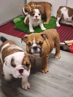 Bezaubernde Englische Bulldogge sucht ein neues Zuhause