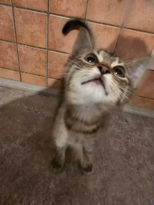 Hauskatzen zu verkaufen.