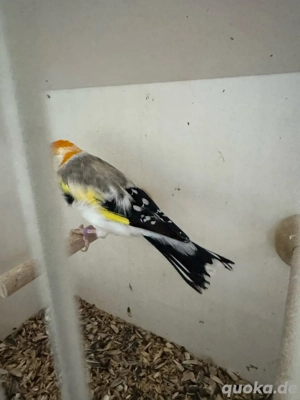 Stieglitz mayor Achat Weißkopf 