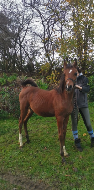 Araber absetzer  suchen ihren Menschen 