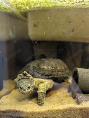 Pelusios Nanus - Tropische Wasserschildkröte zu verkaufen 