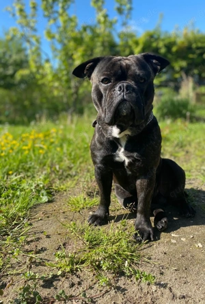 Für immer zu Hause gesucht