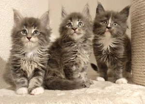 Reinrassige Maine Coon Kitten