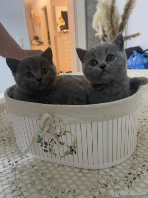 BKH reinrassges baby kitten 