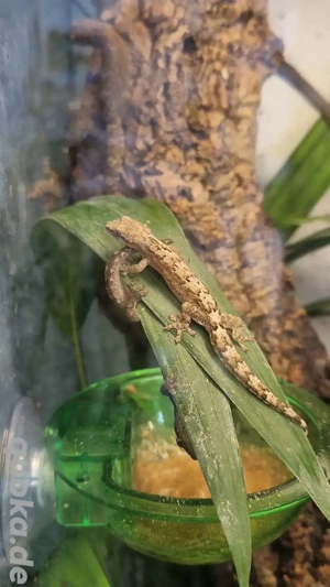 Jungferngeckos (Lepidodactylus Lugubris) 