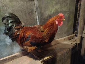 Junghähne abzugeben