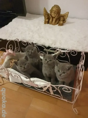 4 Bkh Kitten