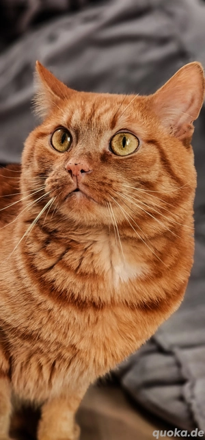 Kater, 5Jahre, abzugeben