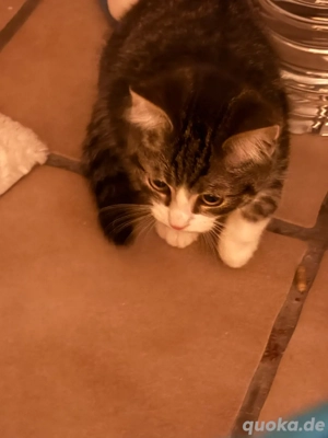 katzen babys abzugeben 