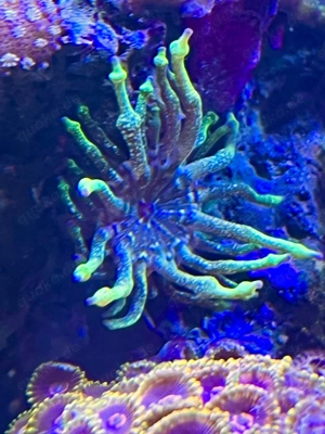 Korallen Meerwasser Aquarium Ableger