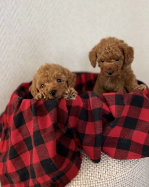 Süße und charmante Toy-Pudel-Welpen