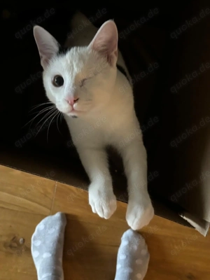 Zuhause gesucht für Little Noulis 