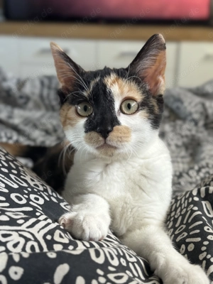 Kleine Prinzessin sucht perfektes Zuhause!