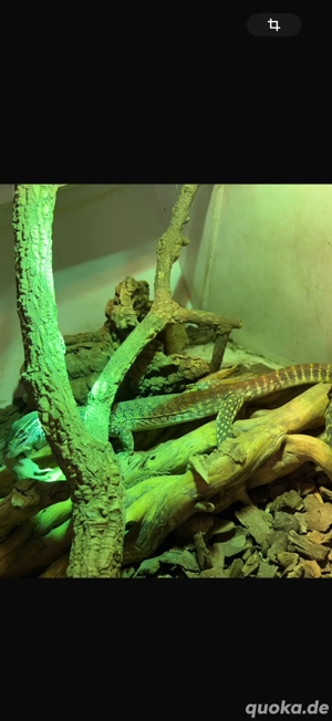 Varanus Flafiruvus 