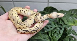 Königspython (Clown) Jungtiere abzugeben!