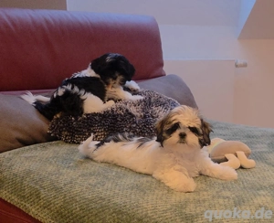 Shih-Tzu Babys 