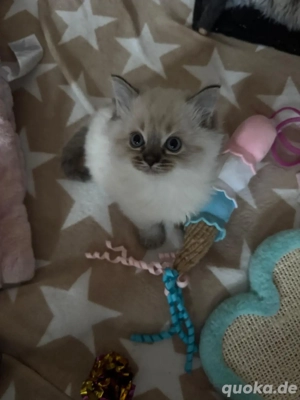 Ragdoll Kitten