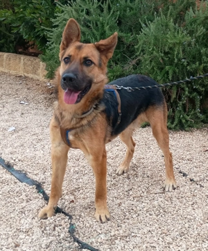 Junger Mischlingsrüde Oscar such sein Zuhause