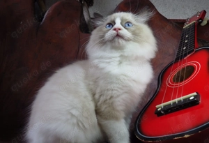 Ragdoll-Kater  Michelangelo  mit Stammbaum!  WCF-Stammbaum.  