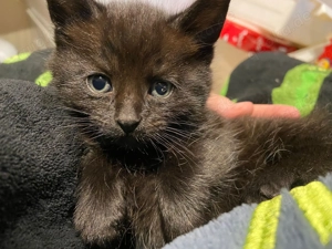 1 Persermix Kätzchen suchen zu Hause(Kater)