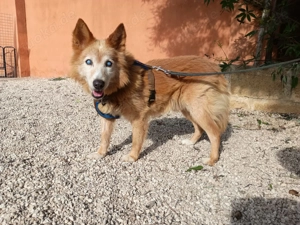 Mischlingsrüde Mario sucht sein Zuhause