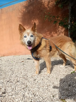 Mischlingsrüde Mario sucht sein Zuhause Bild 3