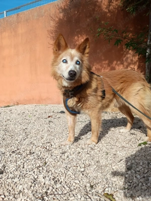 Mischlingsrüde Mario sucht sein Zuhause Bild 6