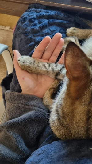 Zuhause gesucht für Jessi Bild 3