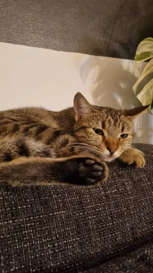 Zuhause gesucht für Jessi Bild 2