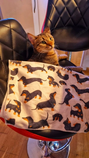 Zuhause gesucht für Jessi Bild 4