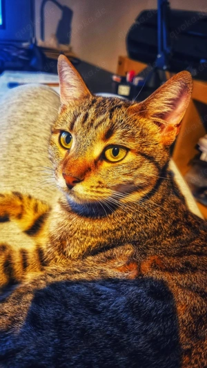 Zuhause gesucht für Jessi