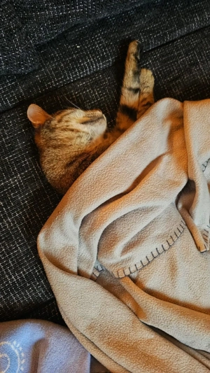 Zuhause gesucht für Jessi Bild 5