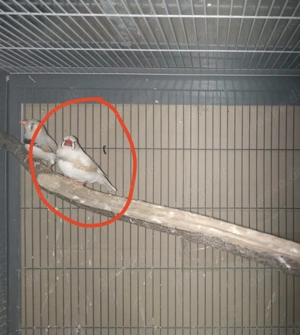 Zebrafinkenmännchen sucht ein für immer Zuhause!