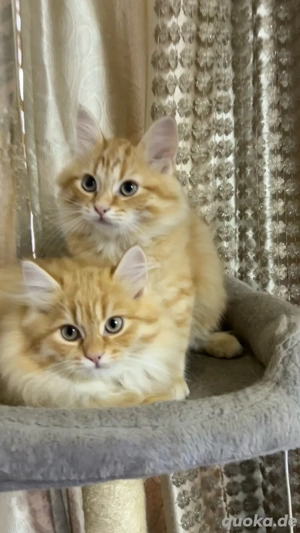 2 Mischlinge Babykitten 