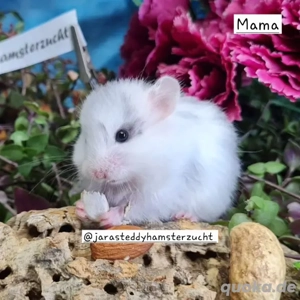 Extrem HANDZAHME FLAUSCHIGE Teddyhamster Satinglanz 
