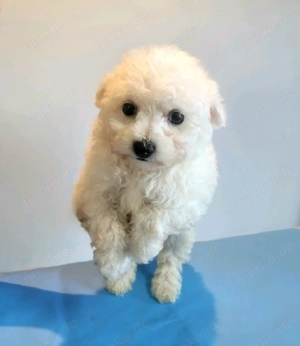 Welpen Bichonfrise ( Hündinnen)
