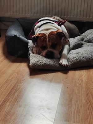 Loyale Hündin sucht ihr perfektes Heim