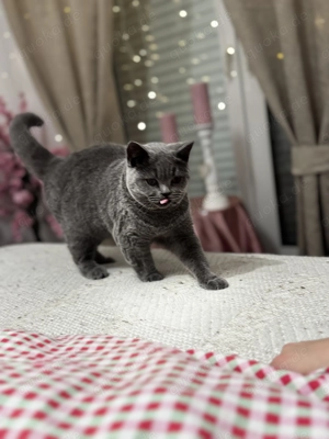 Liebevolles BKH Mädchen in Grau 