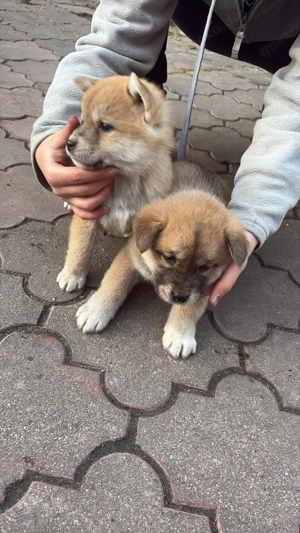 Süsse Akita - Shiba Inu Mix Welpen
